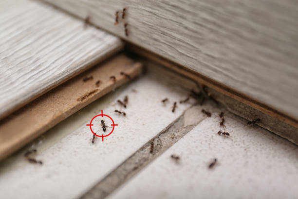Best Bed Bug Extermination  in New Iberia, LA