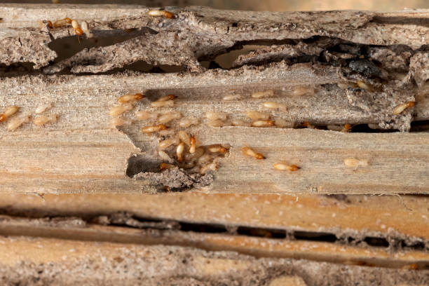 New Iberia, LA Pest Control Company