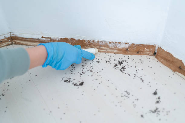 Best Affordable Pest Control Services  in New Iberia, LA